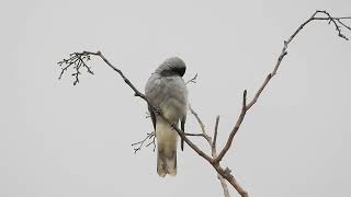 Blackfaced Cuckooshrike Hervey Bay Qld [upl. by Brom421]