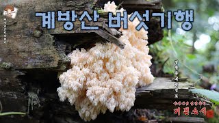 하늘색깔때기버섯산느타리붉은젖버섯개암버섯개암다발버섯포도주색무당버섯편모산호침버섯임시명자흑색불로초소나무잔나비버섯말굽버섯안장마귀곰보버섯끈적민뿌리버섯 [upl. by Aerdnaz238]