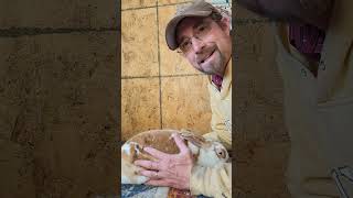 EXPERT advice How to PALPATE a RABBIT 🐇 rabbit meatrabbits [upl. by Attalanta601]