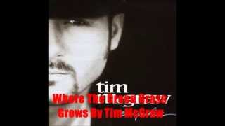 Where The Green Grass Grows By Tim McGraw Lyrics in description [upl. by Johny]