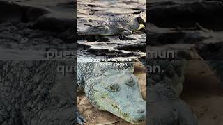 Presencia de crocodilianos en zonas urbanas [upl. by Grata]