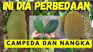 Ternyata ini perbedaan nangka dan cempedak [upl. by Duj]