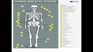 Skeletal System [upl. by Atterrol384]