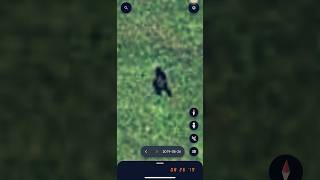 Bigfoot Sasquatch Spotted on Google Earth 082619 shorts [upl. by Ayerdna747]