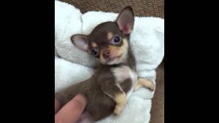 Micro teacup Chihuahua puppies for sale [upl. by Niahs]