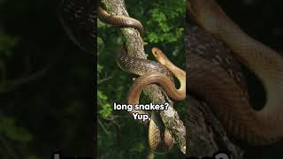 Slithering Laughs the Aesculapian Snake shorts snake [upl. by Lateehs297]