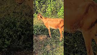 Goat Farming Grazing in Grassland goat goatfarminindia babygoat odishagoatfarming [upl. by Hamil]