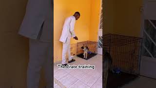 Simple Crate Training chikuthelab [upl. by Mairam]