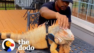 Clingy Iguana Wants To Do Everything His Dad Does  The Dodo [upl. by Driskill]