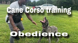 Cane Corso Training Tank 8 months [upl. by Navac]