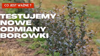 Testujemy nowe odmiany borówki Co jest ważne [upl. by Hagai]