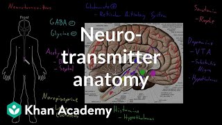 Neurotransmitter anatomy  Organ Systems  MCAT  Khan Academy [upl. by Michi]