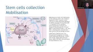 Hematopoietic stem cell transplantation [upl. by Evie]