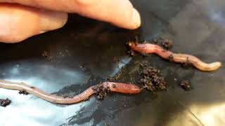 How to identify RED WIGGLERS What my Fat Reds Eisenia fetida look like [upl. by Adihsar]