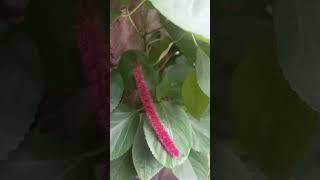 Acalypha hispida viralvideonature youtubeshortsplantslove [upl. by Erehpotsirhc]