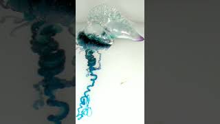 Portuguese Man o War Physalia physalis  Observed in Description [upl. by Yetnruoc]