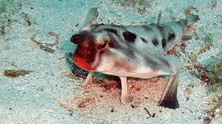 Facts The RedLipped Batfish [upl. by Shushan]