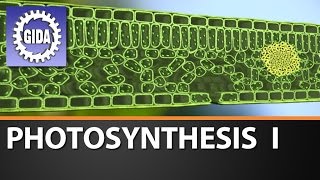 Trailer  Photosynthesis I  Schulfilm [upl. by Esidnak]