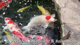 5 benefits of hand feeding koi fish [upl. by Asirehc649]