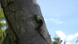 Gecko vs Lizard [upl. by Kyne]