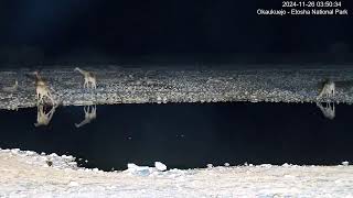 Okaukuejo Resort Wildlife Waterhole Live camera stream in the Etosha National Park in Namibia [upl. by Marchal658]