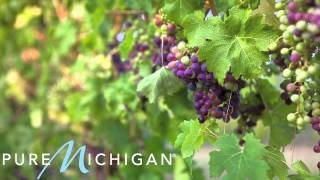 Leelanau Wine Trail  Toast the Season  Pure Michigan [upl. by Inalaehak3]