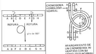 Biología  Mutaciones cromosómicas [upl. by Rocky411]