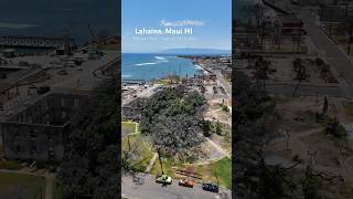 Lahaina’s Banyan Tree June 2024 Update… 10 months after the big 🔥 maui lahaina lahainafire [upl. by Aneelehs298]