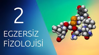 EGZERSİZ FİZYOLOJİSİ 2 Endokrin Hormonal Sistem [upl. by Agan401]