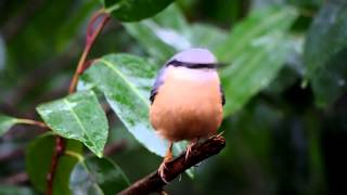 Nuthatch  Testing Mega OIS on Panasonic Lumix 45200 Lens [upl. by Jb]