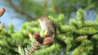 House Wren Singing [upl. by Olsewski]