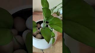 Money plant care tips 🌱shortsviralshorts plants indoorplants gardening gardenyoutubeshorts [upl. by Akirahs]