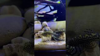 Sewellia lineolata Speedy Catfish Aquarium 💨💨shortvideo aquarium catfish flossensauger [upl. by Anomis]