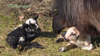 FaunaView Sheep Gives Birth [upl. by Garap905]