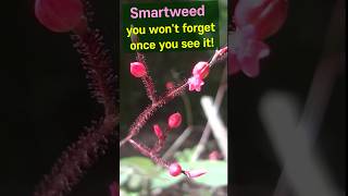 Hastate leaf Smartweed Wont forget once you see it [upl. by Sylvia]