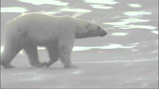 Explorer Polar bears will actively hunt man [upl. by Oruhtra578]