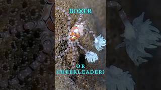 Boxer Crab Vs Pom Pom Crab lybia [upl. by Asia278]