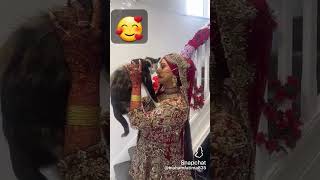 bride kiss poses her cat🤩😂trendingshorts wedding shortfeed viralshort love foryou youtube [upl. by Brietta]