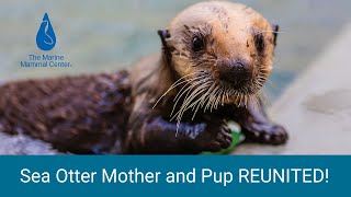 Heartwarming and Rare Sea Otter Pup and Mother Reunion [upl. by Narag561]