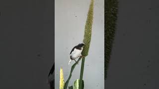 Watch This Bengalese Finch Snack Straight from the Source [upl. by Orag376]