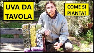 Come piantare la VITE DA UVA da tavola con le BARBATELLE  Tutorial Agricoltura [upl. by Elma]