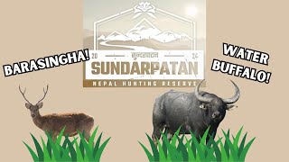 Hunting Barasingha and Water Buffalo on Sundarpatan [upl. by Durtschi]