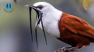 Meet One Of The Loudest Birds In The World Threewattled Bellbird [upl. by Sul]