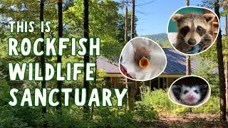 This Is Rockfish Wildlife Sanctuary 🦊 [upl. by Laband109]