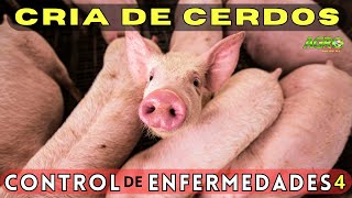 CÓMO ELUDIR ENFERMEDADES AL CRIAR CERDOS [upl. by Allemap]