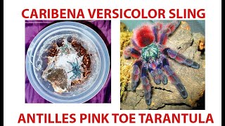 CARIBENA VERSICOLOR SLING I REHOUSING I vlog 1 [upl. by Bainbridge]