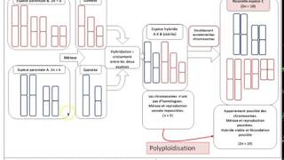 TSLa polyploïdisation [upl. by Tound]