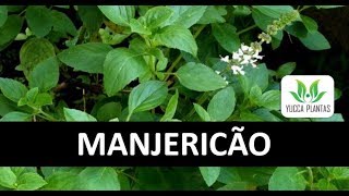 MANJERICÃƒO Como cultivar e fazer mudas [upl. by Barbarese]