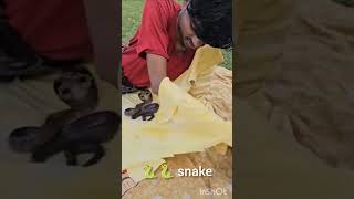 Snakebite snake snakes murlidhar MurliwaleHauslaShortsYT [upl. by Lawley]