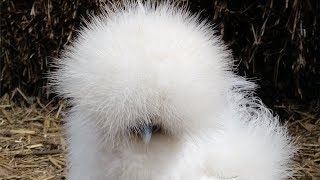 Silkie Chicks and Chickens Fun Friendly Pets  Live Life DIY [upl. by Ventre]